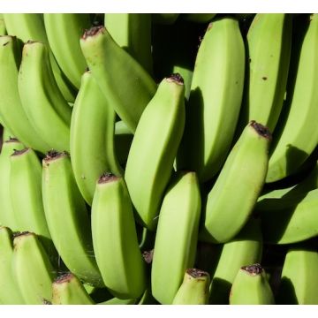 casco di banana rosse