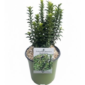 EUONYMUS BENKOMASAKI - PG815-