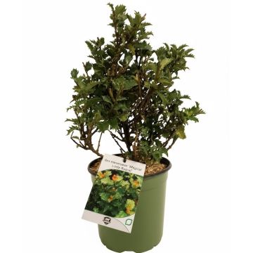 Ilex “Little Rascal” – Agrifoglio nano sempreverde dal fogliame verde intenso e compatto, ideale per bordure e giardini.
