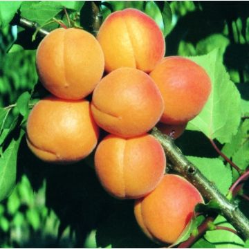 ALBICOCCO KURESIA - 9FA69-