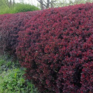Arbusto di Berberis Atropurpurea con fogliame rosso-porpora in giardino