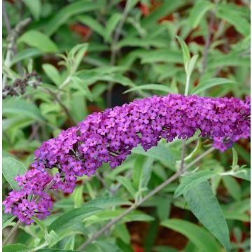 Pianta di Buddleja ‘Royal Red’ in fiore, con grappoli di fiori rosso porpora che attirano farfalle e api.