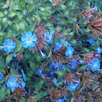 Ceratostigma willmottianum in fiore con petali blu intenso e foglie rosso-rame