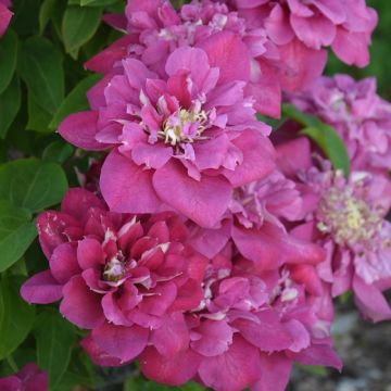 CLEMATIDE (Clematis) HOT KISSES - 8H010-