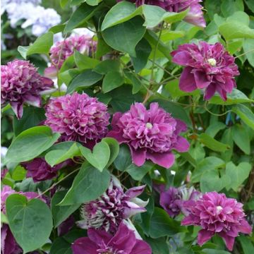 CLEMATIDE (Clematis) HOT LOVE - 8H011-