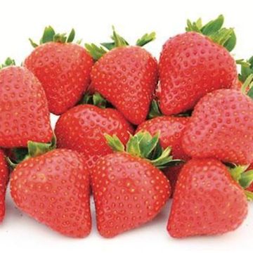 FRAGOLE A RADICE NUDA FLORICE - 9FG08-