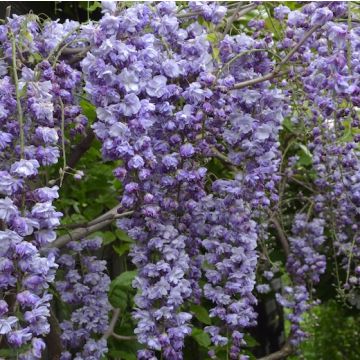 GLICINE VIOLACEA PLENA - 8T259-