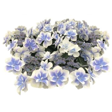 FRATELLI INGEGNOLI PIANTE HYDRANGEA ORTENSIA STAR GAZER