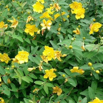 Hypericum “Hidcote” – Arbusto ornamentale a fiori giallo oro, ideale per bordure e giardini soleggiati.