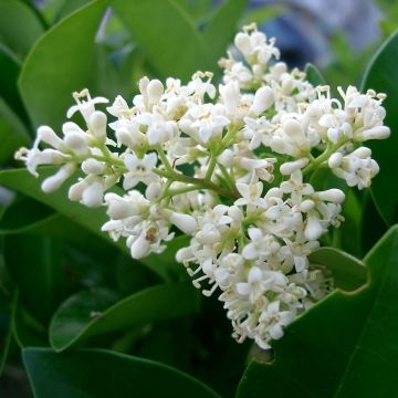 Ligustrum japonicum arbusto sempreverde per siepi da giardino