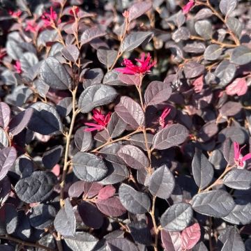 LOROPETALUM BLACK PEARL - PG634