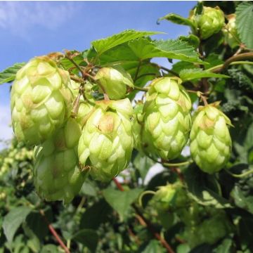 LUPPOLO DA BIRRA Var. CHINOOK - 9FA74-