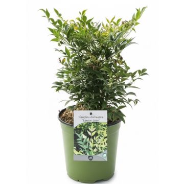 Nandina Lemon Lime pianta ornamentale sempreverde con fogliame giallo lime brillante ideale per bordure, composizioni in vaso e angoli ombreggiati
