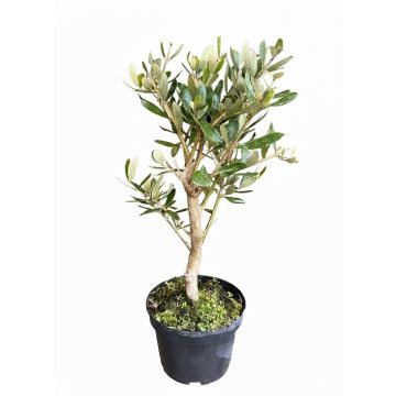 OLIVO BONSAI - G3133R-
