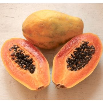 PAPAYA (Carica papaya) - 9FE19-