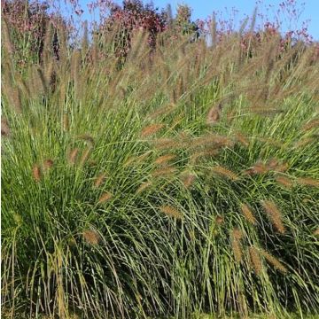 PENNISETUM HAMELN - PG926