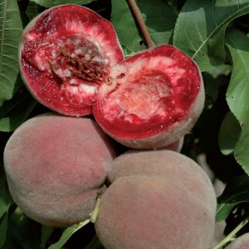 PESCO DELLA VIGNA - 9FP82-