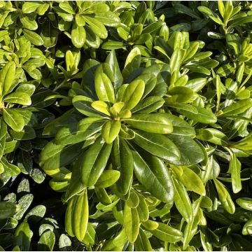 PITTOSPORUM TOBIRA NANO - 8V610-