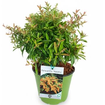 Arbusto sempreverde Pyracantha ‘Navaho’ in vaso