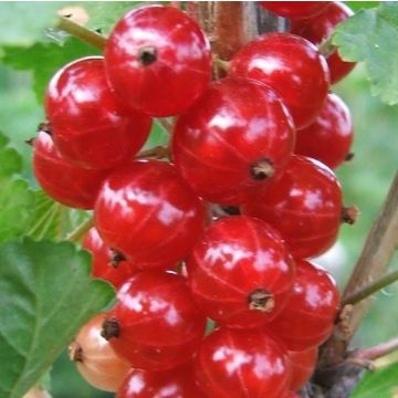 RIBES ROSSO JONKHEER VAN TETS - 9FL26-