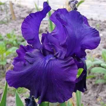 IRIS GERMANICA HEADLINES - 4882-