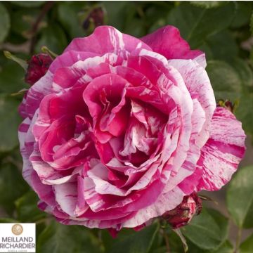 ROSA ROSAIO RAMPICANTE INES SASTRE Meiteratol - 90170-