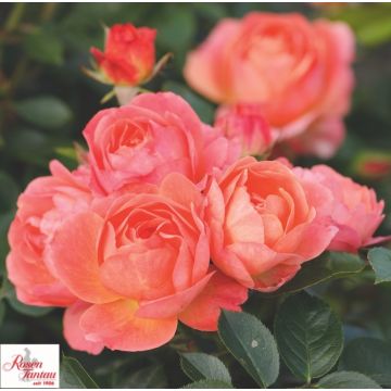 Rosa Tantau Amber Bay, rosaio compatto con fiori ambra dorato e fioritura continua.