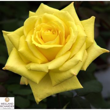ROSA ROSAIO A CESPUGLIO GOLDEN PERFUMELLAMeifazeda - 90165-
