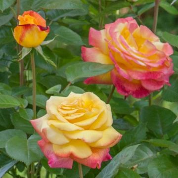 ROSA ROSAIO RAMPICANTE ORIENTAL PEACEBaipeacesar - 90166-