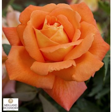 ROSA ROSAIO A CESPUGLIO LOUIS DE FUNESMeirestifsar - 90167-