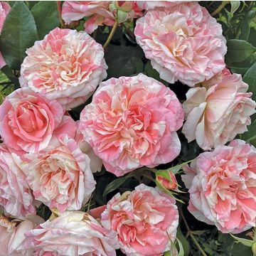 ROSA RAMPICANTE UMPA LUMPA - 90239-
