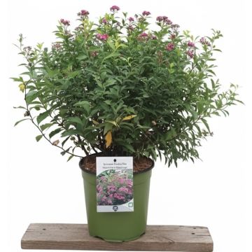 spiraea anthony waterer in fiore rosa in giardino