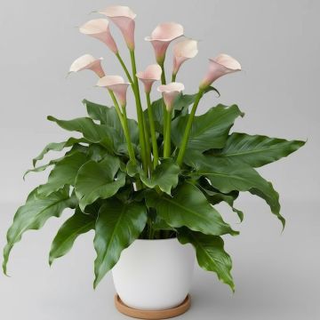 Fiore di Calla Flamingo Zantedeschia aethiopica con spata bianca e spadice giallo, pianta perenne ornamentale da giardino e vaso