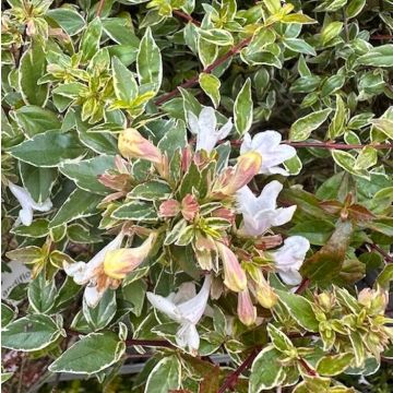 ABELIA GRANDIFLORA LUCKY LOTS - PG786