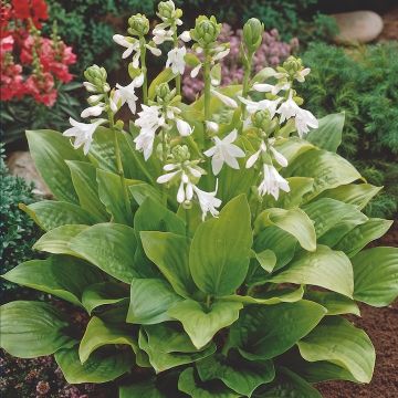Pianta di Hosta ornamentale da ombra con foglie decorative verdi e fiori estivi bianchi, ideale per bordure e aiuole