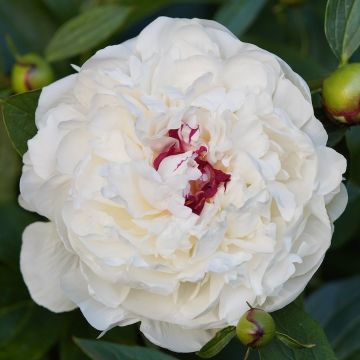 HERBACEOUS PEONY FESTIVA MAXIMA - 49215-