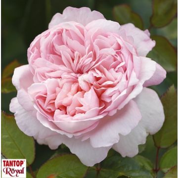 ROSA ROSAIO A CESPUGLIO MAURITIA - 90168-