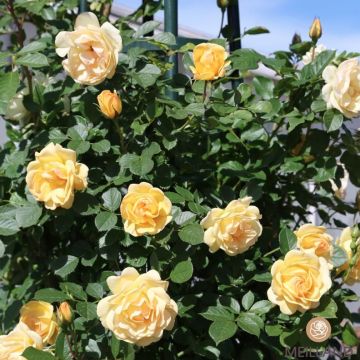 ROSA ROSAIO RAMPICANTE Golden PAREO Meipiyou - 90173-
