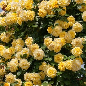 ROSA ROSAIO RAMPICANTE RIMOSAMeigro nurisar - 90056-