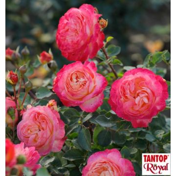 ROSA ROSAIO A CESPUGLIO TUCAN - 90172-