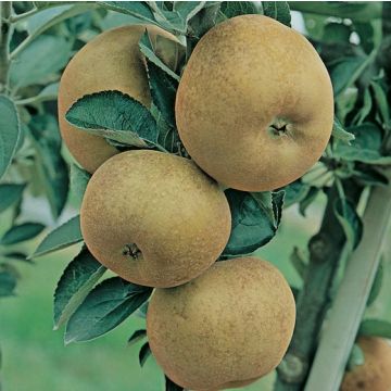 MELO GOLDEN RUGGINOSA - 9FM52-