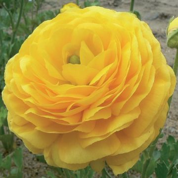 RANUNCULO AVIV ORANGE - 4970-