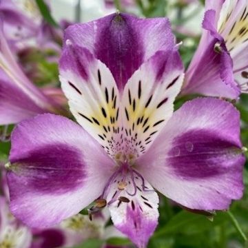 ALSTROEMERIA SATURNE - 4094-