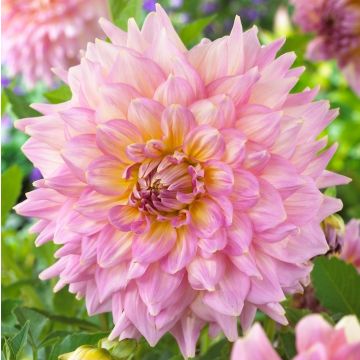 DAHLIA DECORATIVA STRAWBERRY ICE - 4597-
