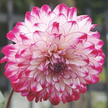 Dahlia Ball-Pompon in fiore in giardino