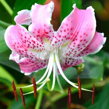 GIGLIO (Lilium) SPECIOSUM RUBRUM - 4664-