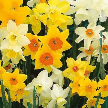NARCISO FRAGRANT MIX-25 BULBI - 4691195-