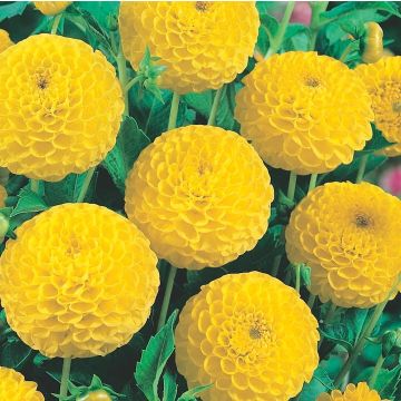 DAHLIA POMPON GOLDEN SCEPTER - 4521-