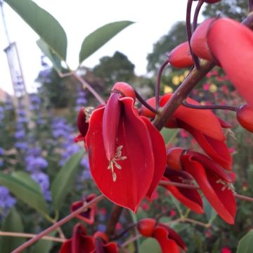 ERYTHRINA CRISTA GALLI COMPACTA - 8T062-