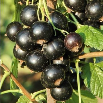 fratelli ingegnoli pianta in vaso ribes nero 
